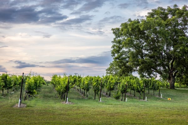 Wine Charm Unveiling The Best Wineries In Fredericksburg Texas