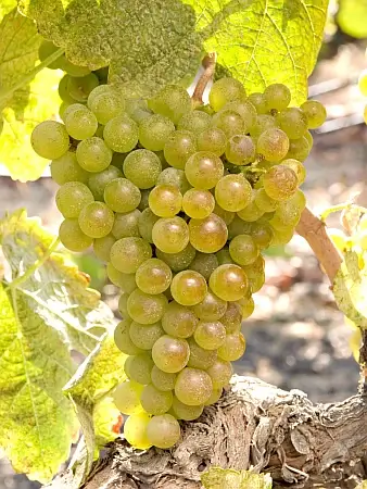 Marsanne Grapes on the Vine – Used with Permission, Tablas Creek Winery