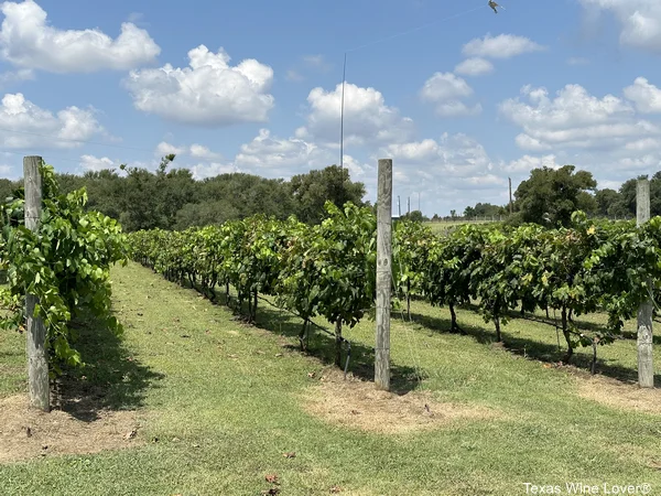 Red Rock Vineyards