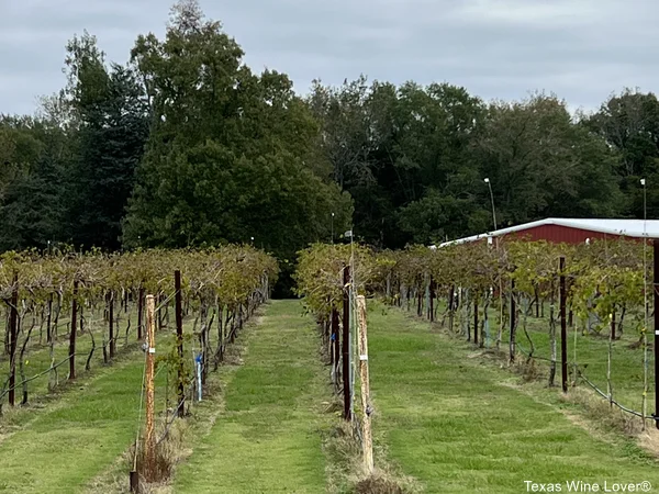 Cicada Ridge Vineyard: The Sounds of Summer