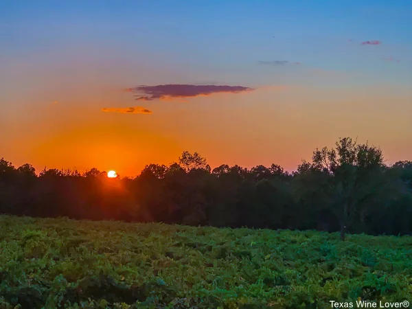 Sunrise over Kiepersol's vineyard